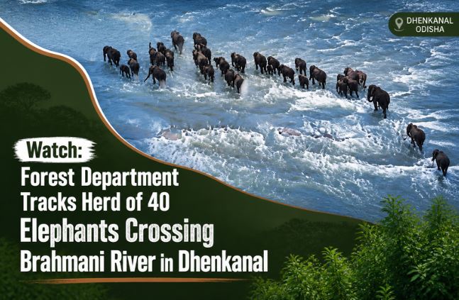 Watch: Forest Department Tracks Herd of 40 Elephants Crossing Brahmani River in Dhenkanal